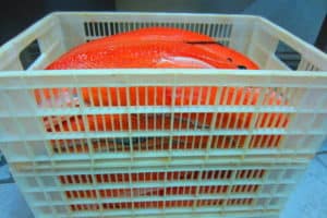 Salmón Chileno Despinado