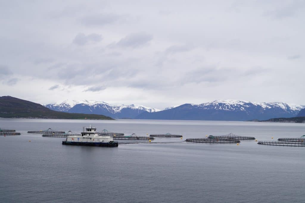 Puerto Varas Criaderos de Salmón Chileno