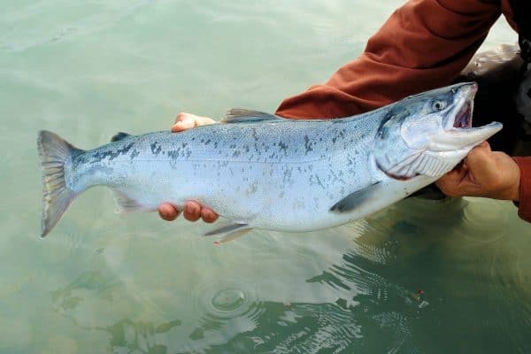 Salmon Rosado chileno Entero