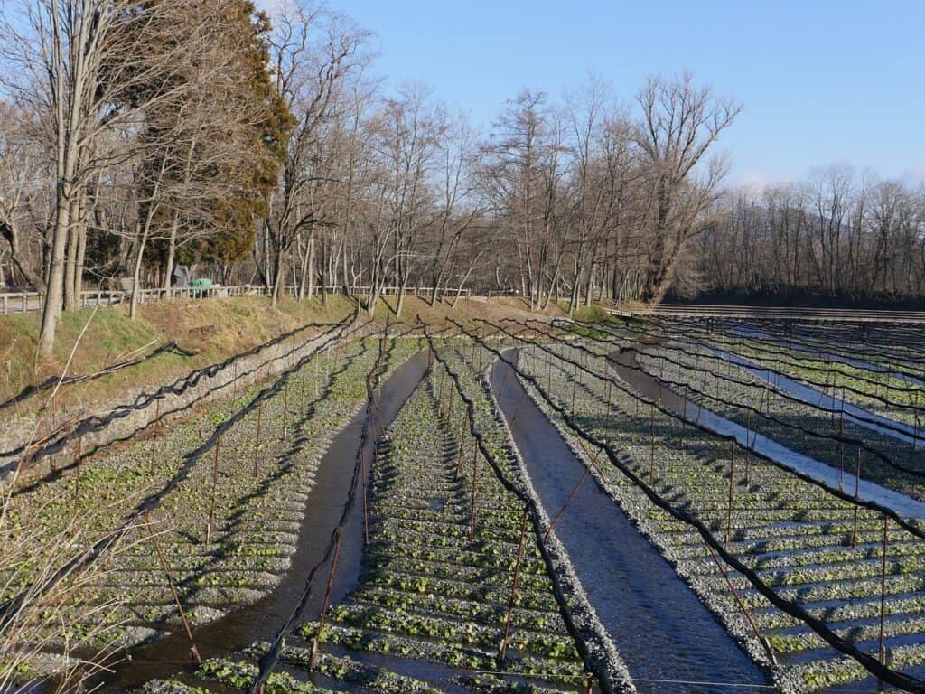 plantación de wasabi